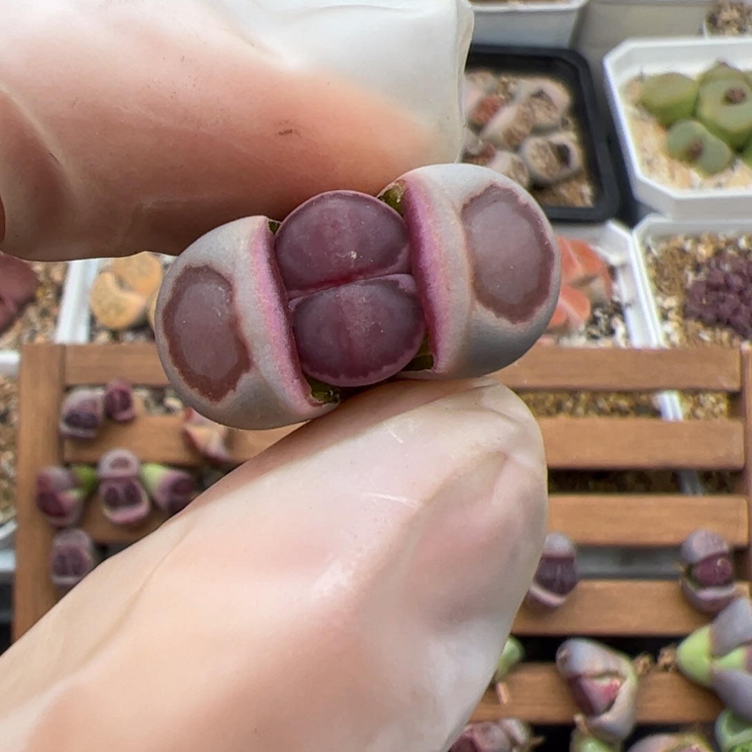 奇***林043号 紫饼干 多肉植物