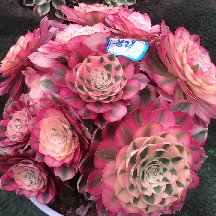 829倾城多肉法师