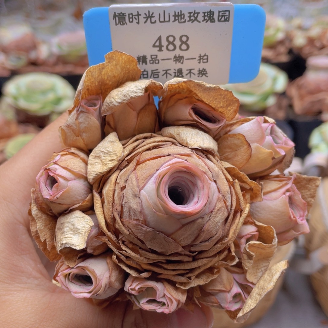 山地玫瑰488裸根发货不售后