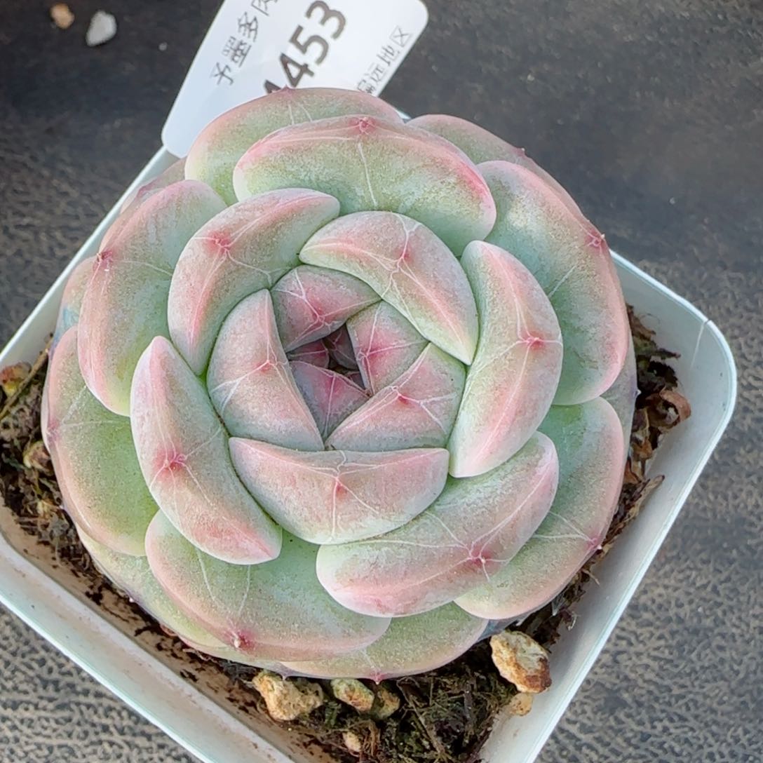 孤品，4453多肉植物