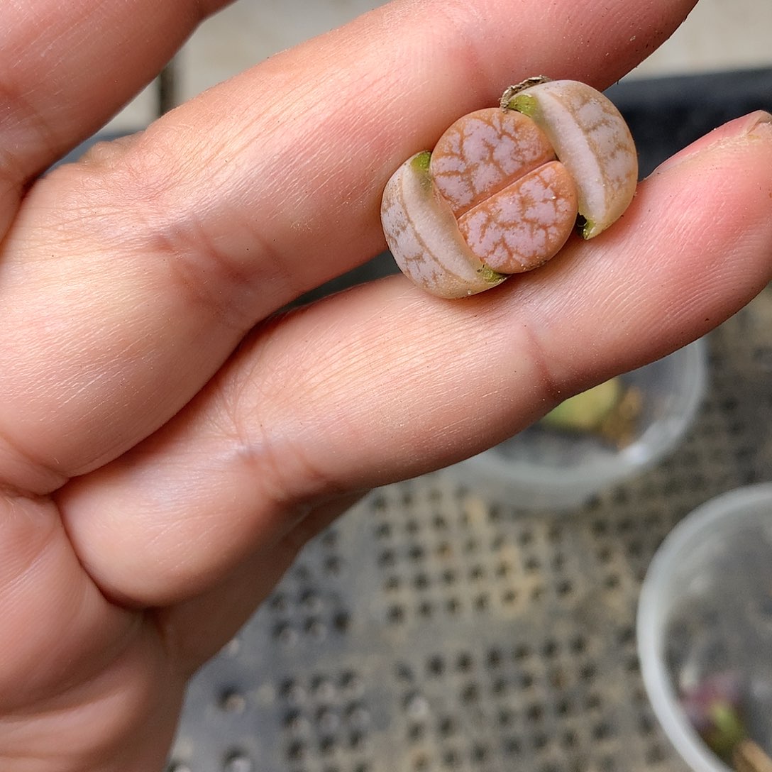 D277多肉植物保护研究所