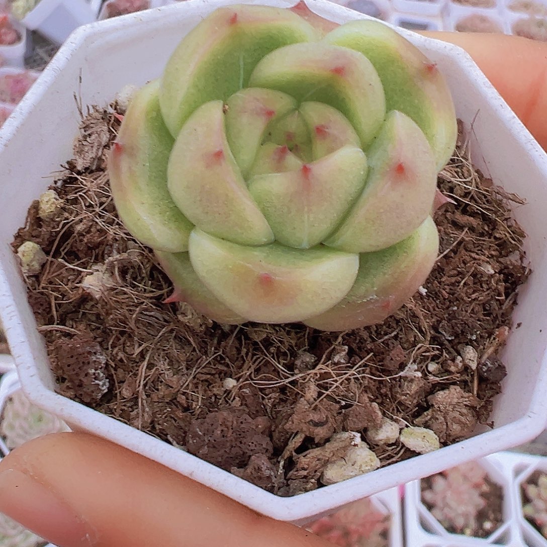 灯泡珍妮19包邮多肉