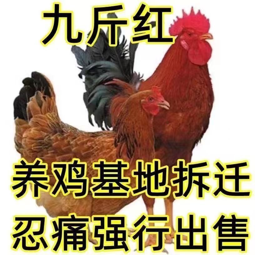 【出売】宠物鸡大种九斤红55个