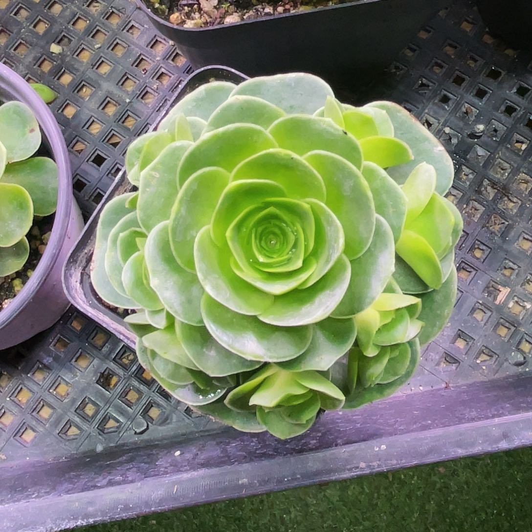 星雪 满28元非偏远包邮 多肉