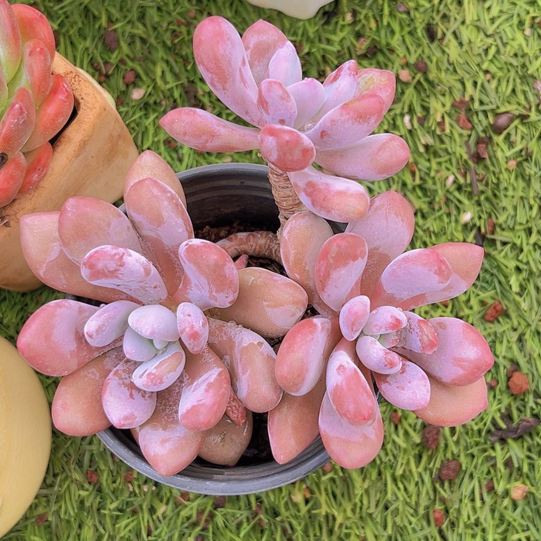 12后889888888888888888