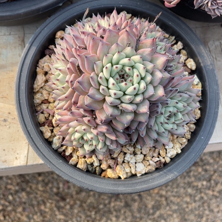 多肉珍惜眼前绿爪