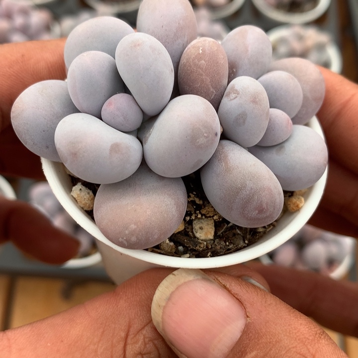 奶洛多肉一物一拍