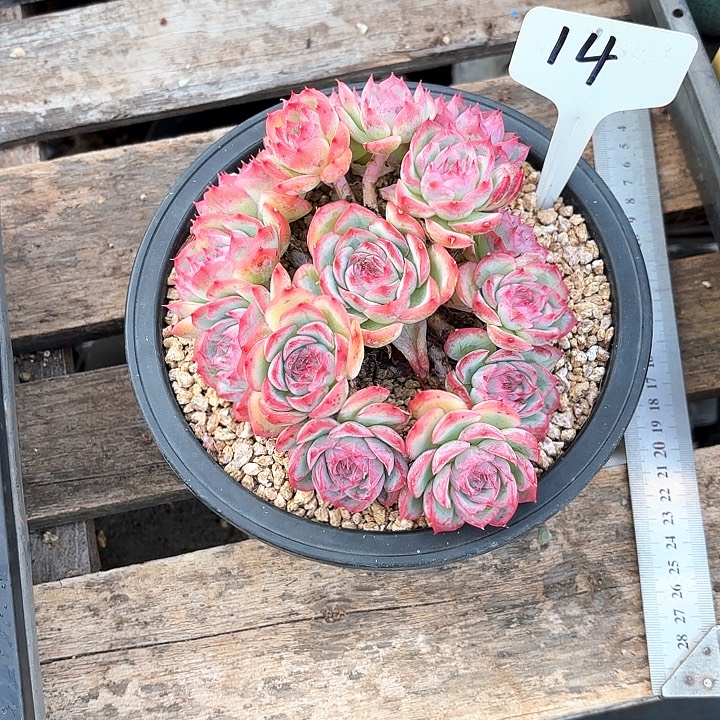 沉***金多肉植物，侧影14号