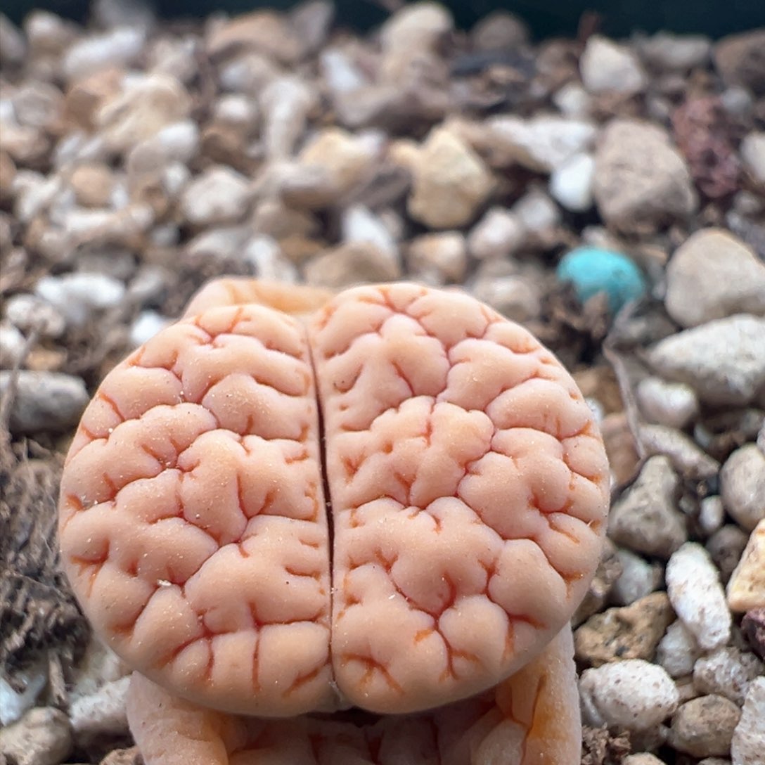 951。青蛙优选189。