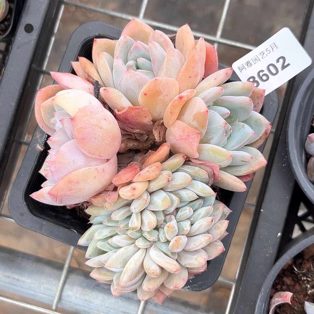 阿雅园艺。  8602