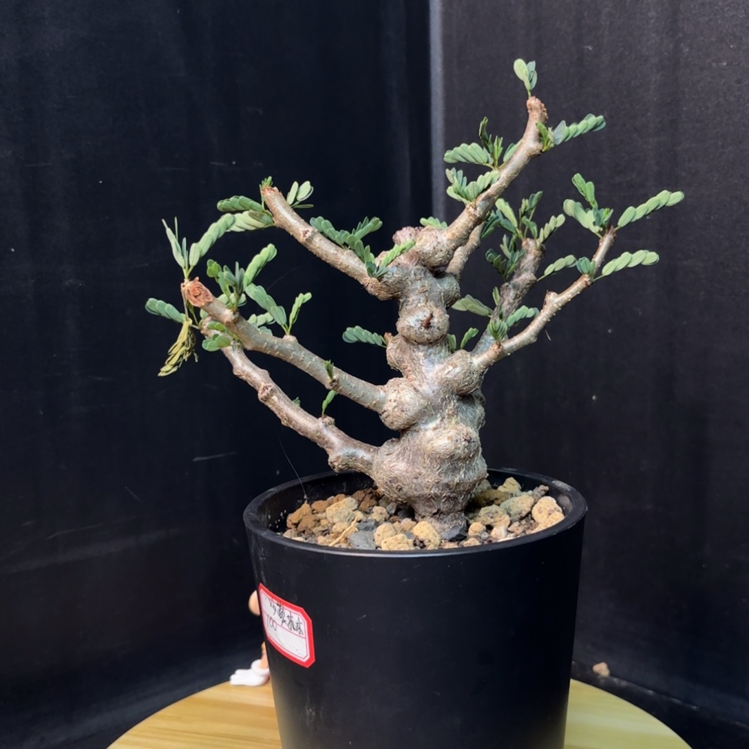 沙漠苏木带盆发货