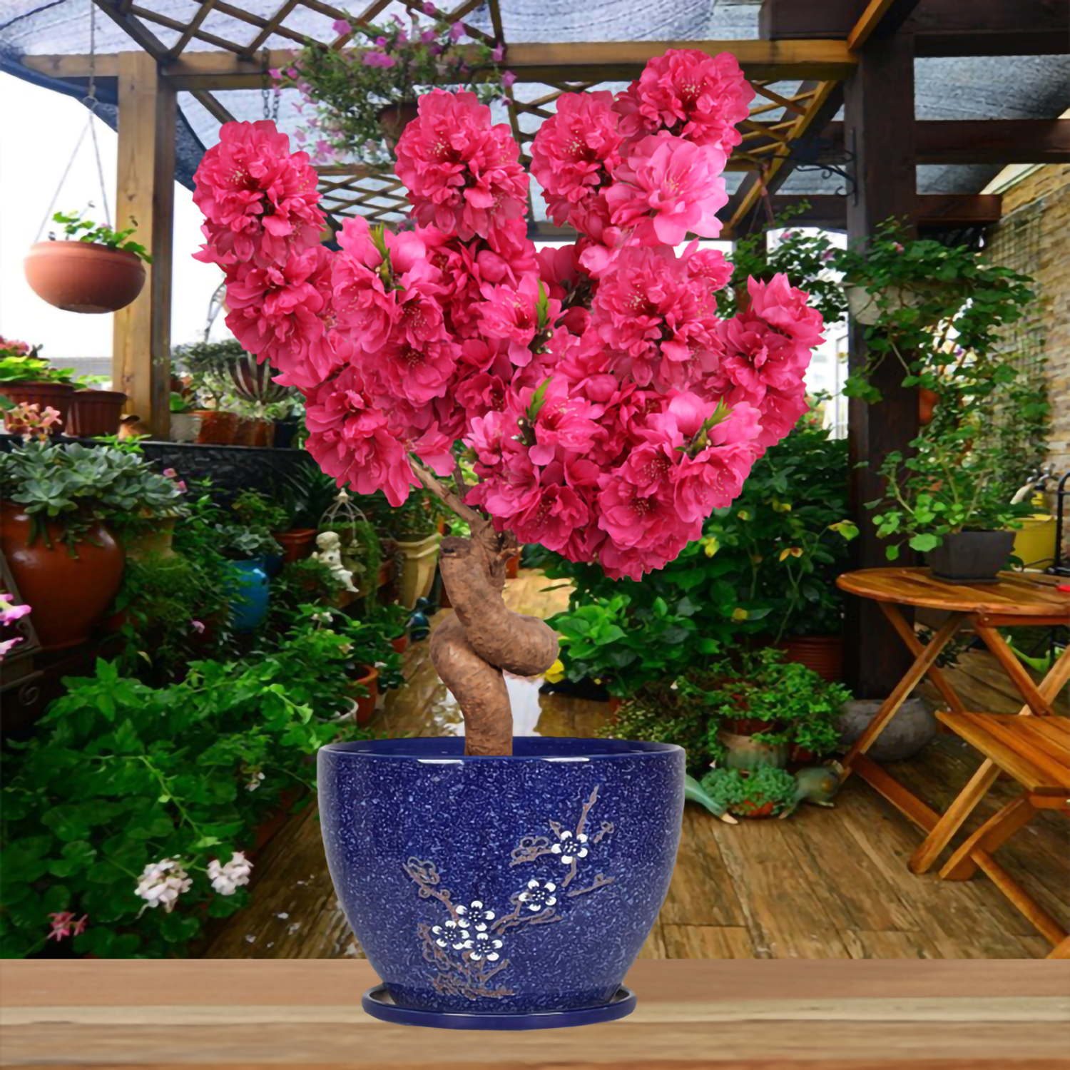 中华寿星梅盆景带花苞游龙造型老桩盆栽冬季好养耐寒