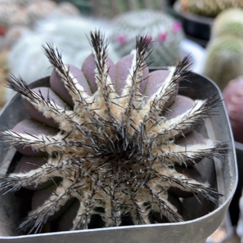 紫油博仙人球30米