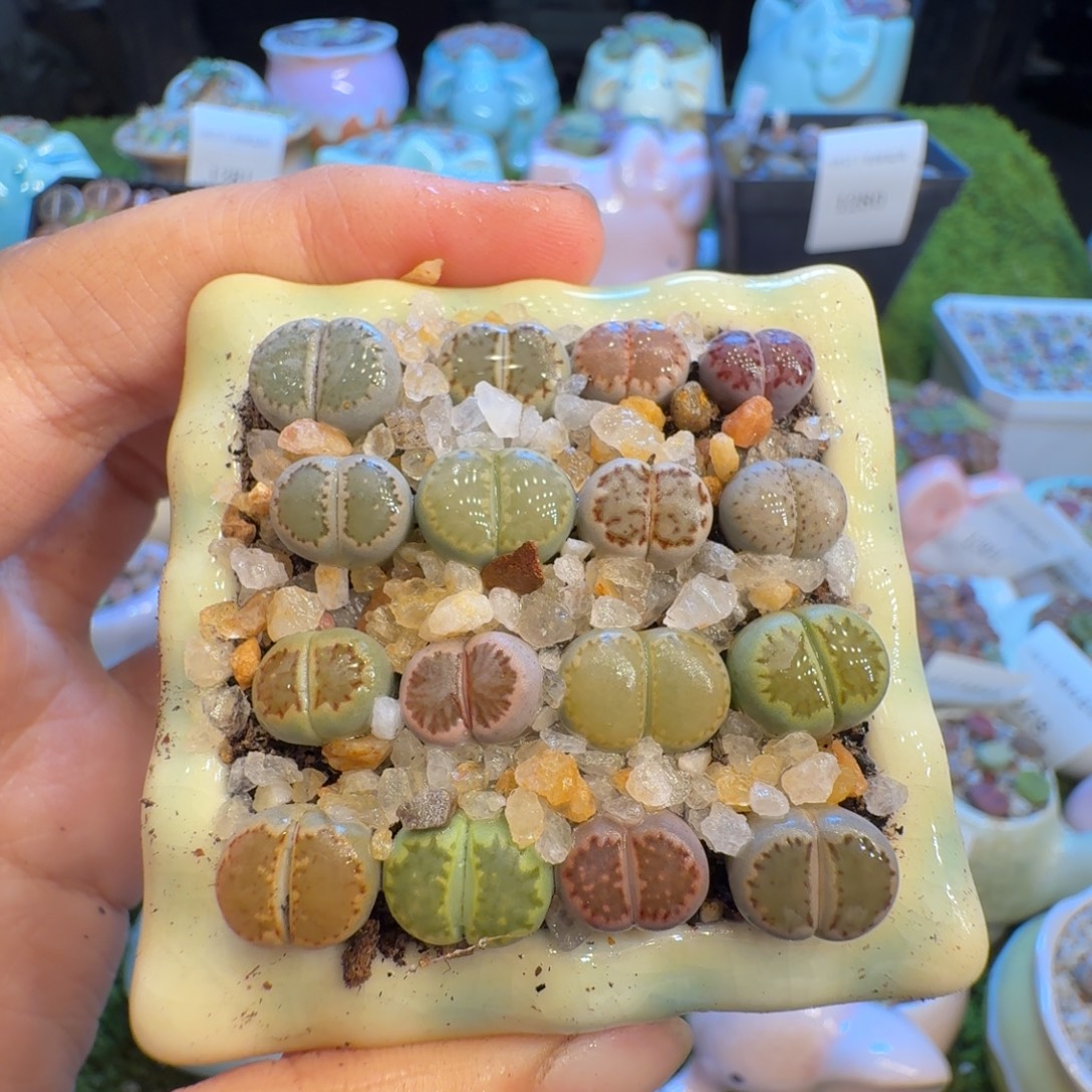 多肉植物福利冲1325