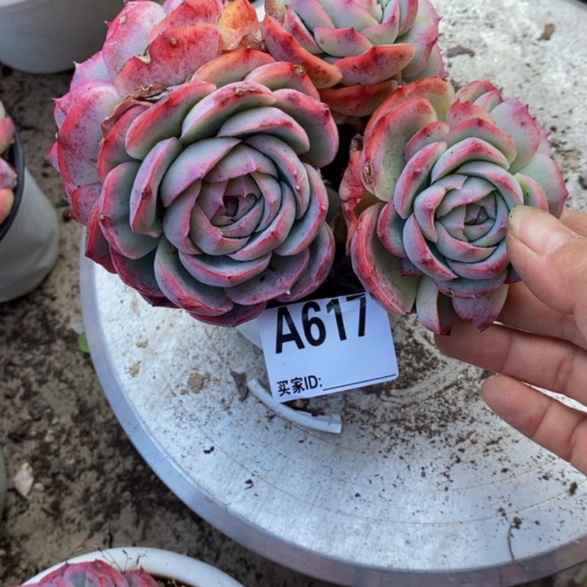 【闪购商品】✨****✨多肉植物