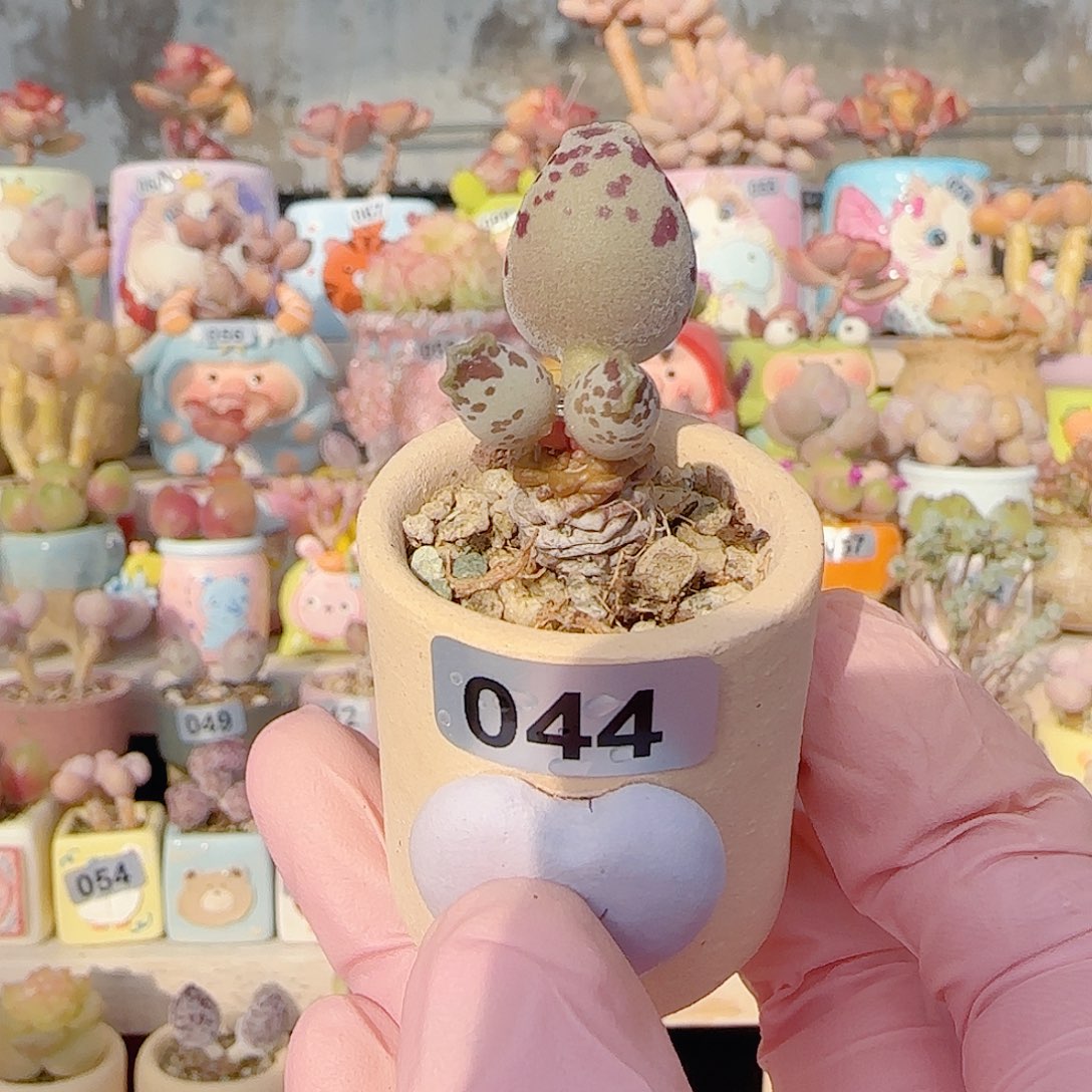 小拳拳海豹 盆口3cm