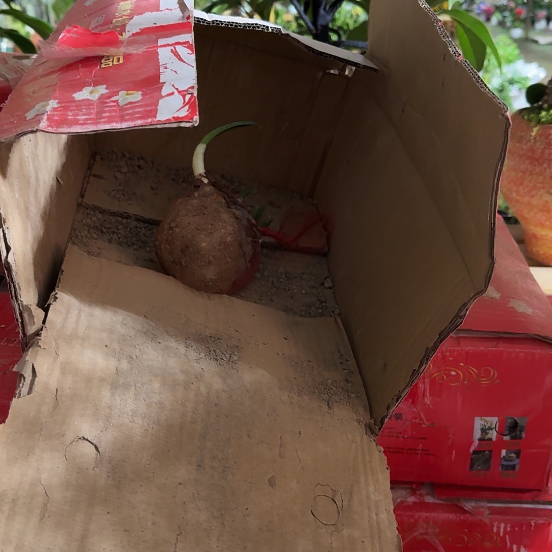 完全开放四个水仙