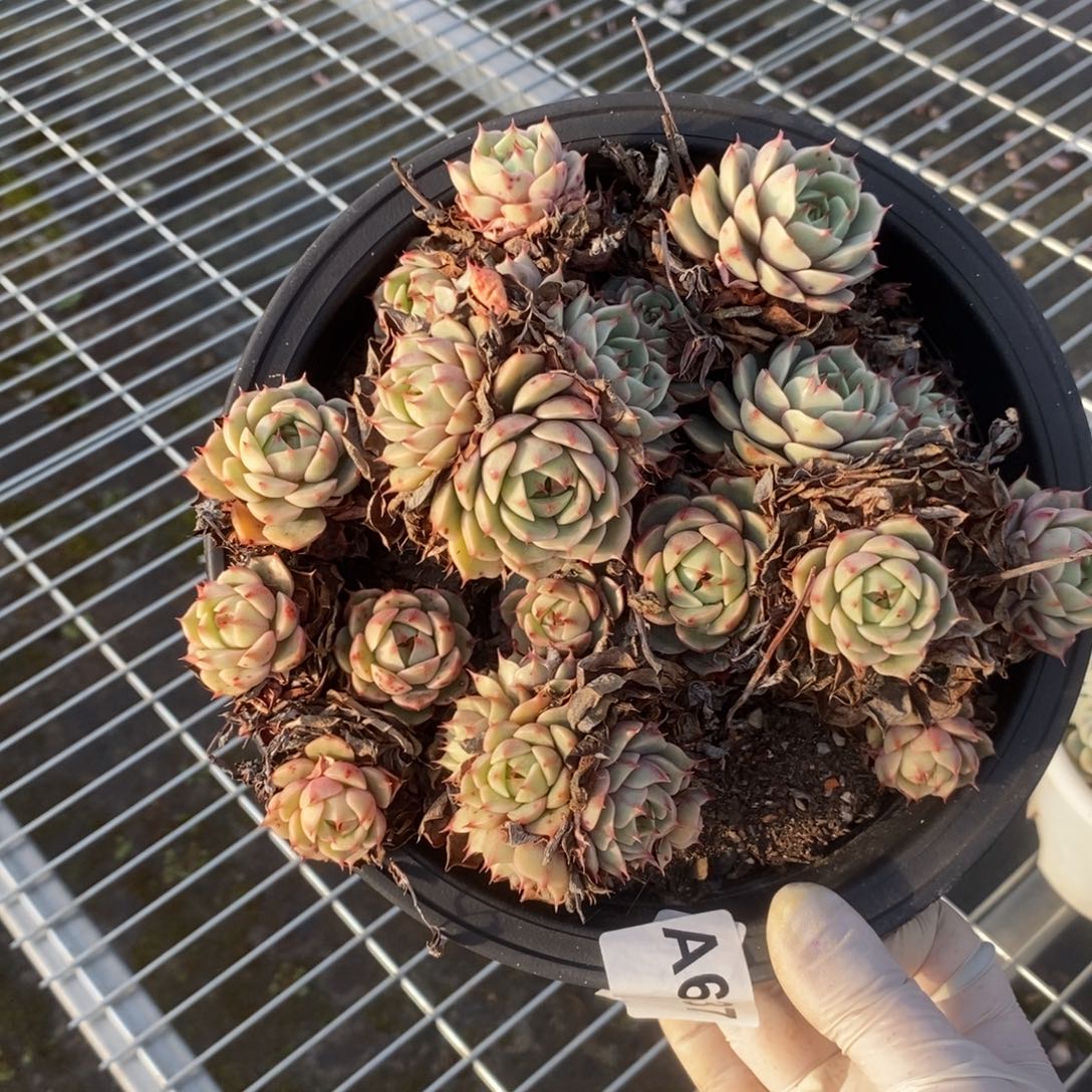 637笨吧蒂斯一物一拍