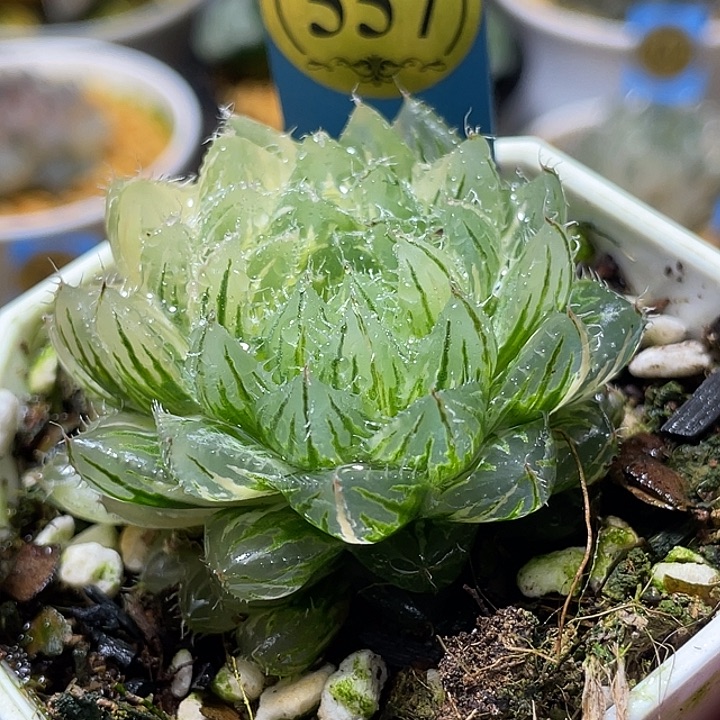 557翠云玉露锦亚成