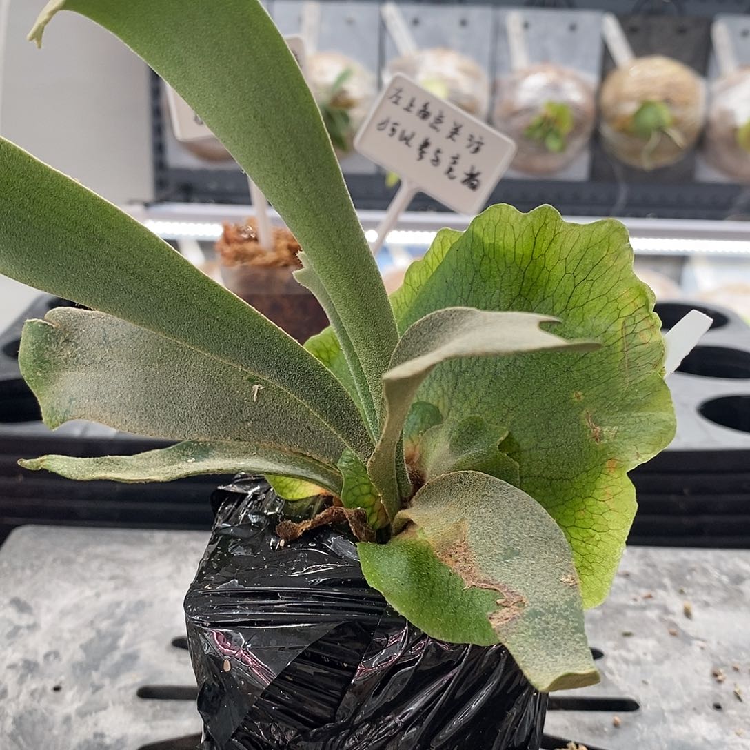 无花朵鹿角蕨黄月爪哇