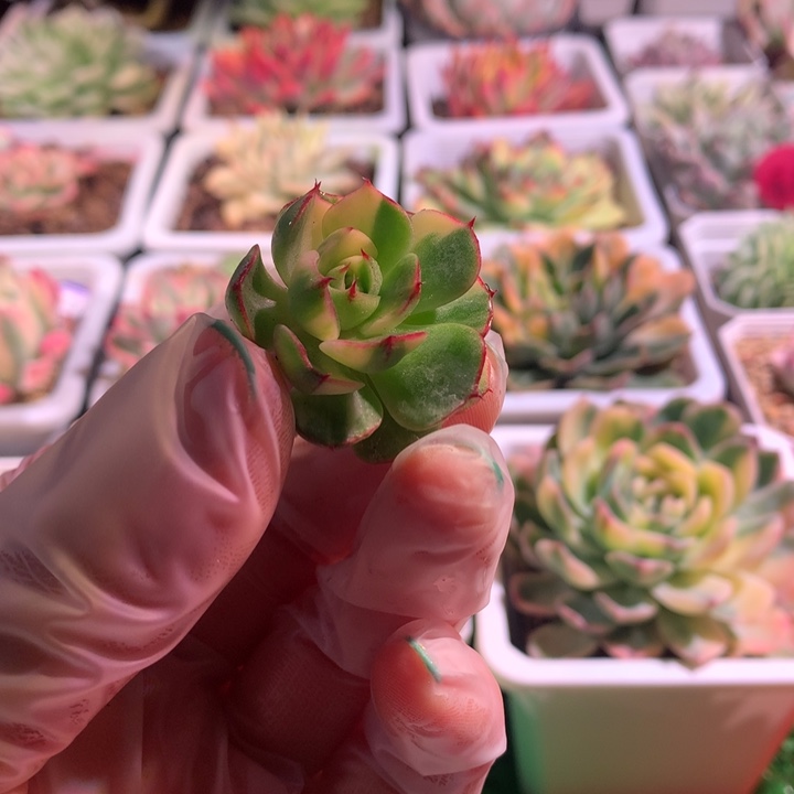 爱火拉丝锦，锦哥多肉