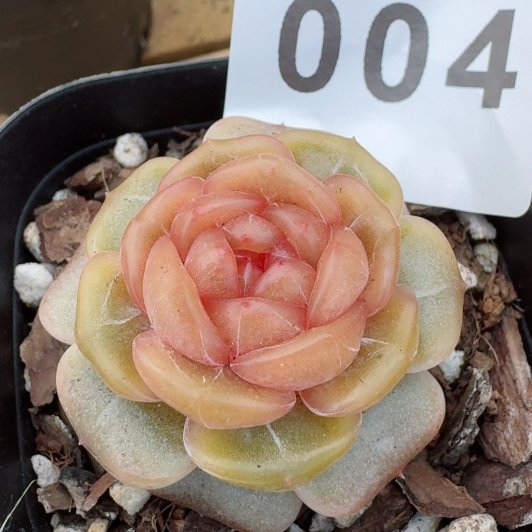 暗香         多肉植物新品上新