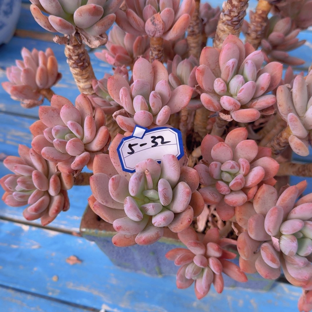 5-32灰姑娘凡艺多肉