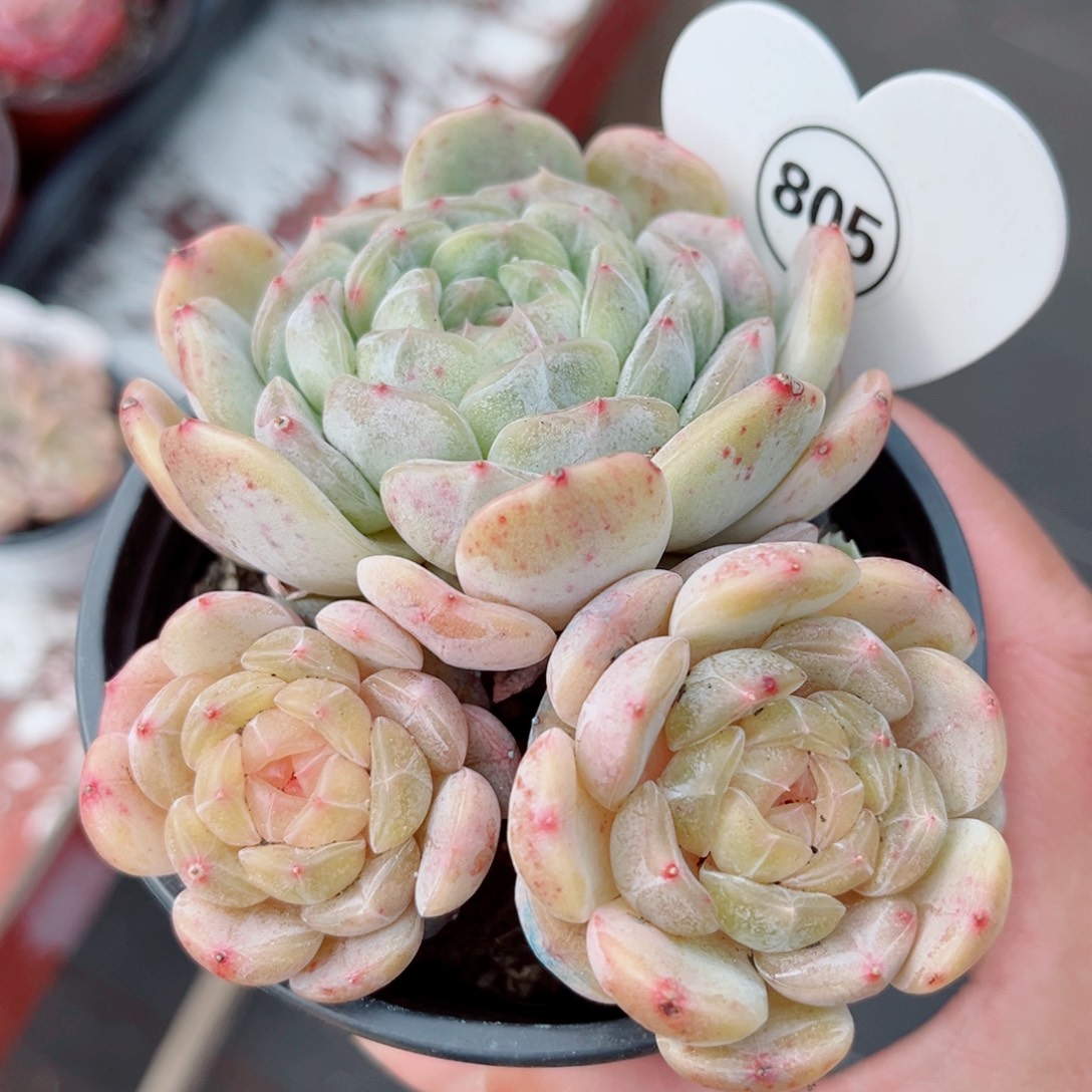 805号小老桩白恋群