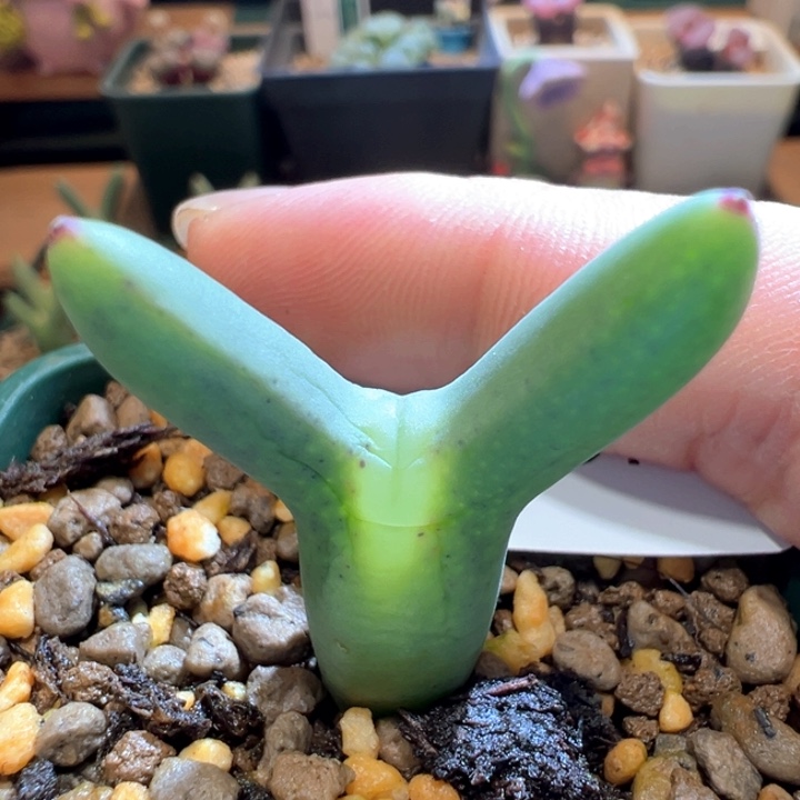 207。 优选大劈叉皮卡丘。 干疤福利