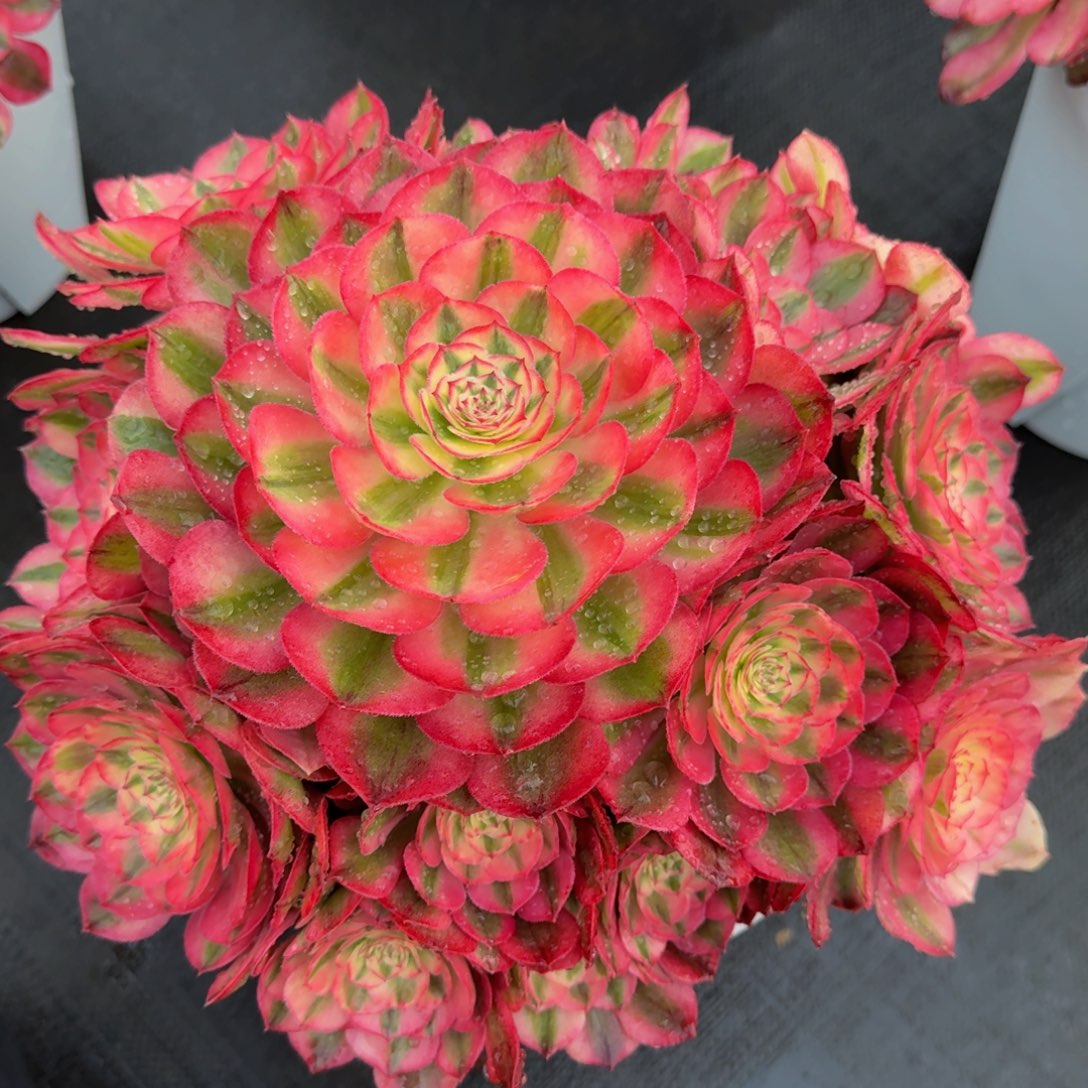 迪***咖倾城 精品法师 锦