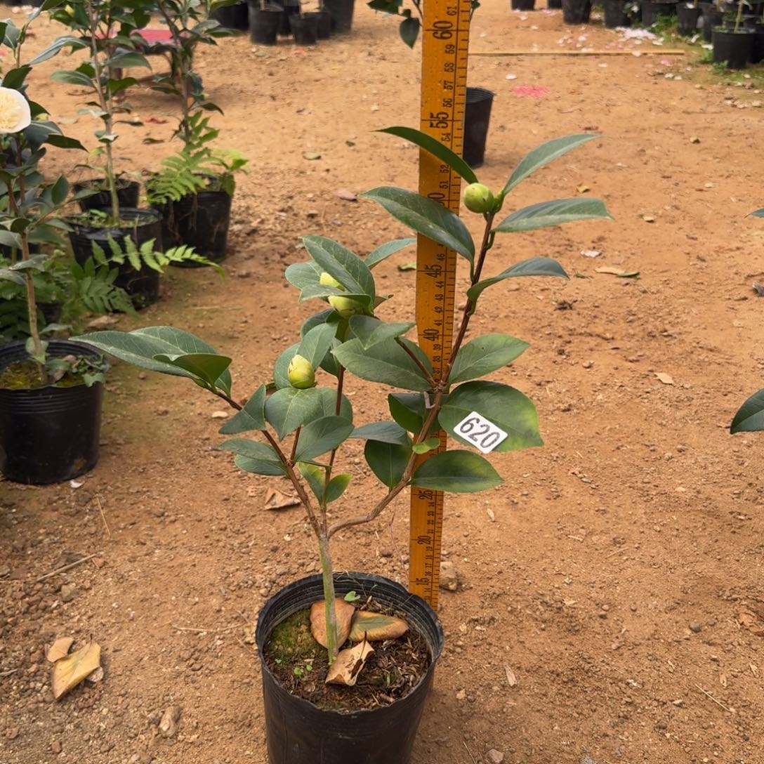 少量花朵（建议范围：2朵-5朵 或40%以下）620戴安娜