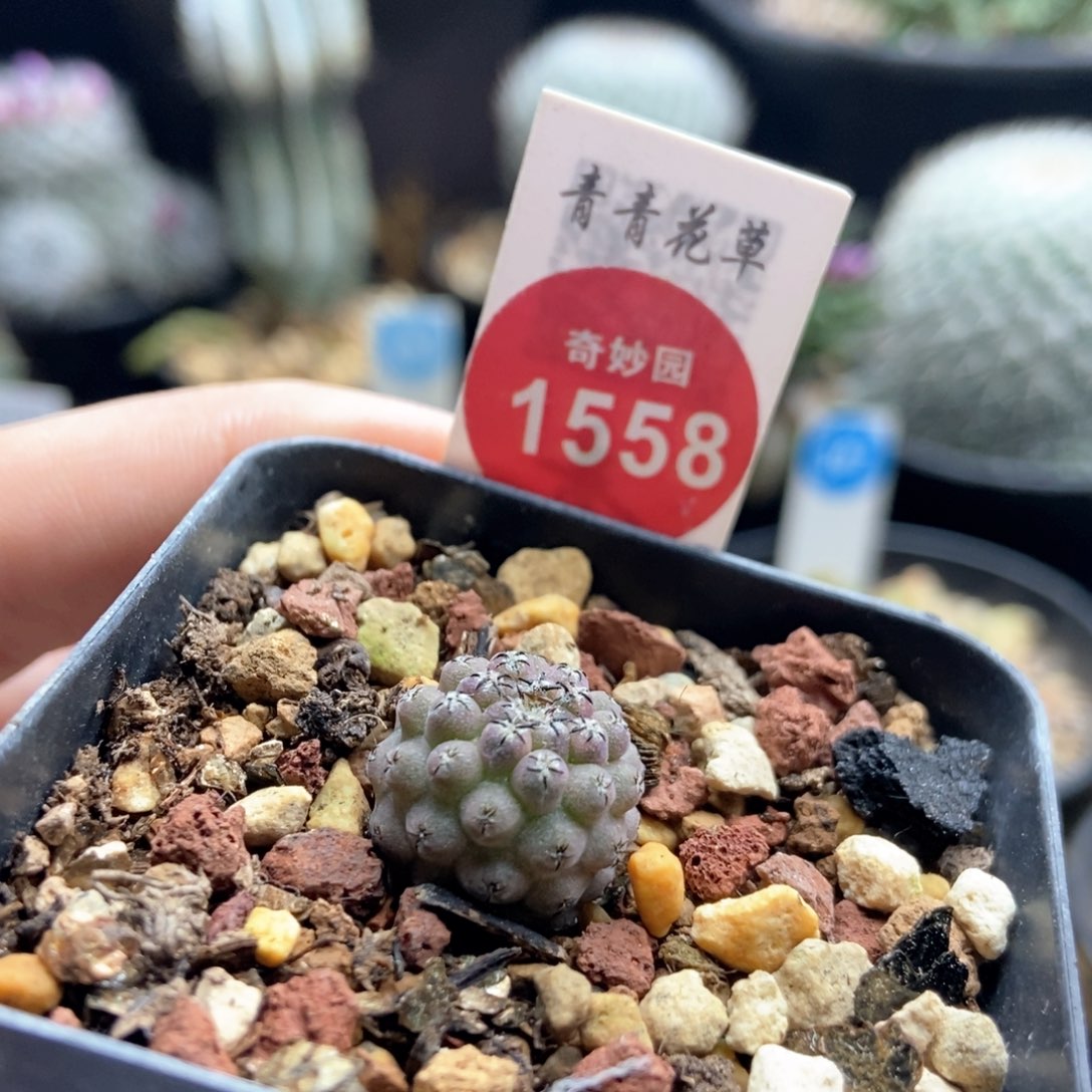 白肌雷头实生1.5厘米