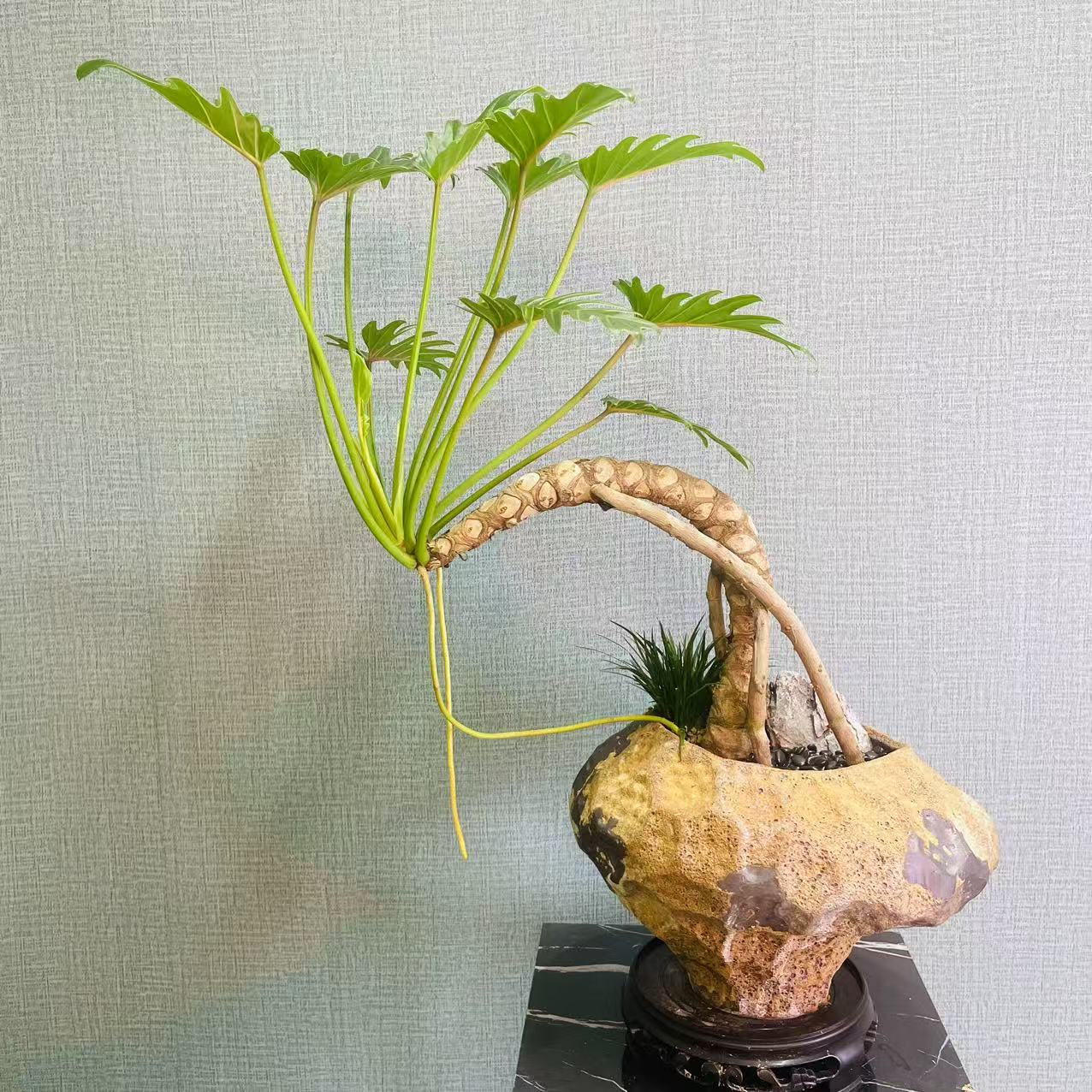 直播间一物一拍龙鳞小天使老桩室内高端绿植好养易活龙鳞春羽