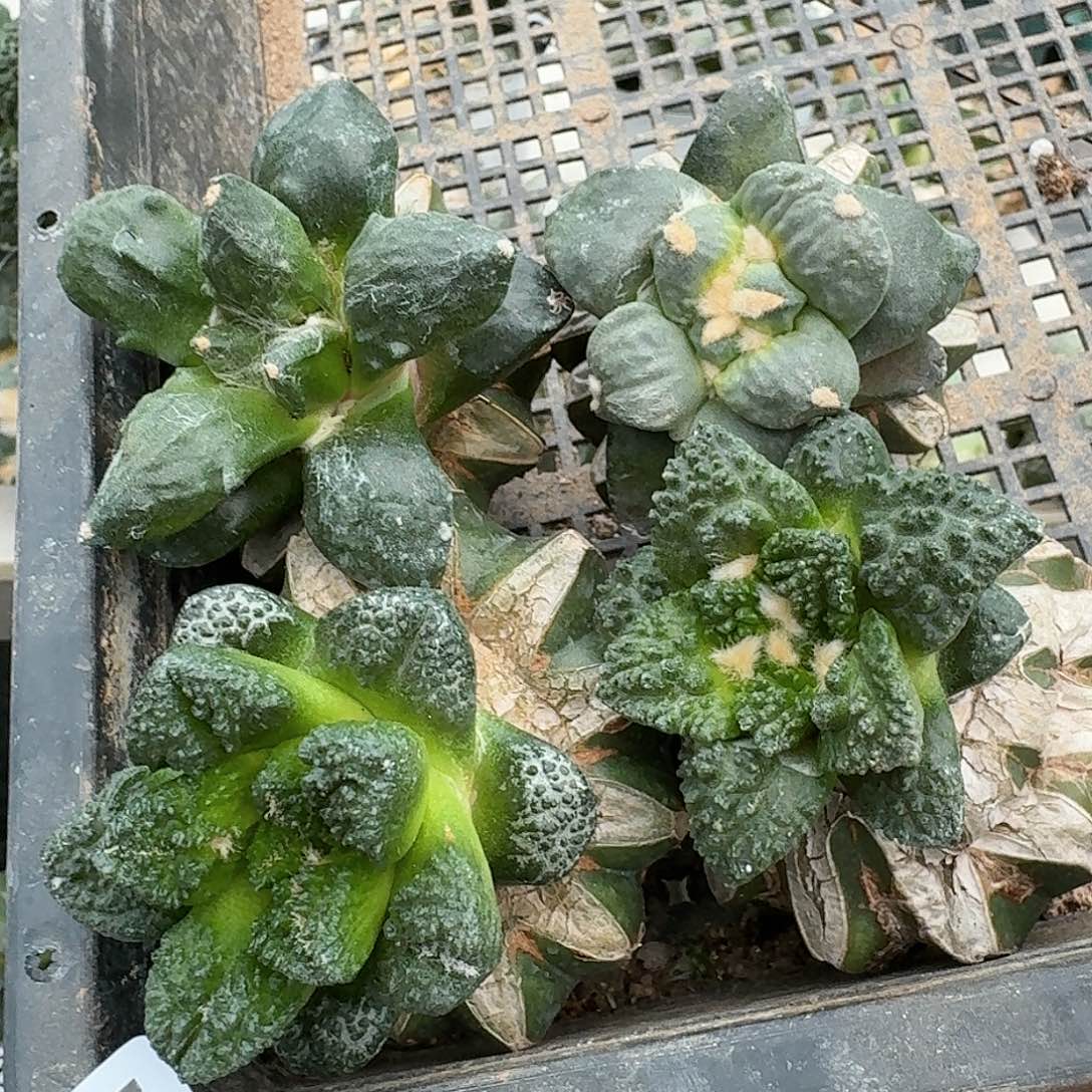 【闪购商品】无花朵爱*四颗牡丹 945