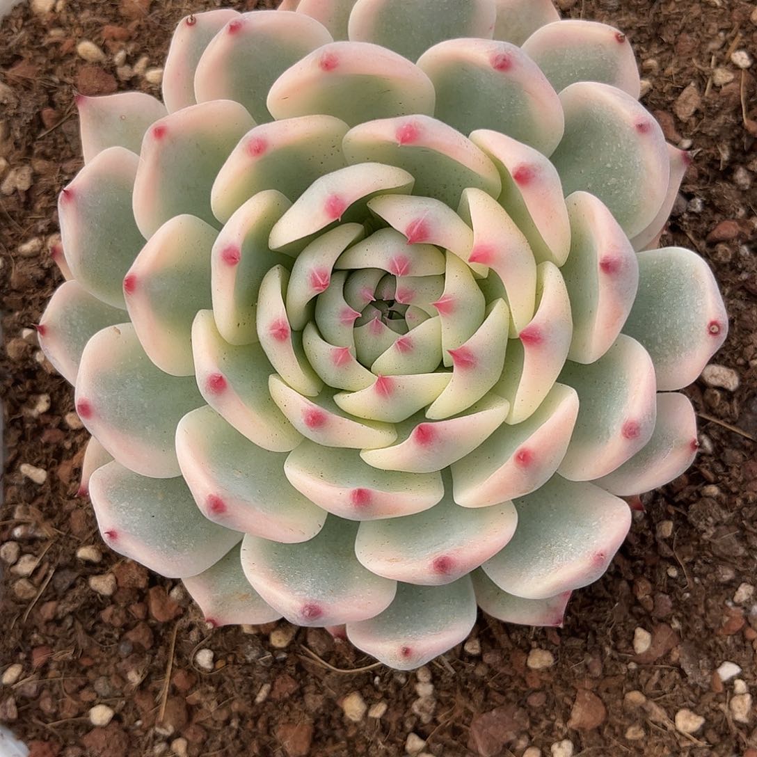 寄养链接的肉肉的