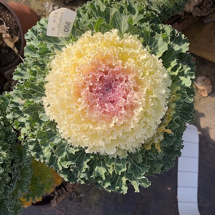 羽衣甘蓝，一物一拍