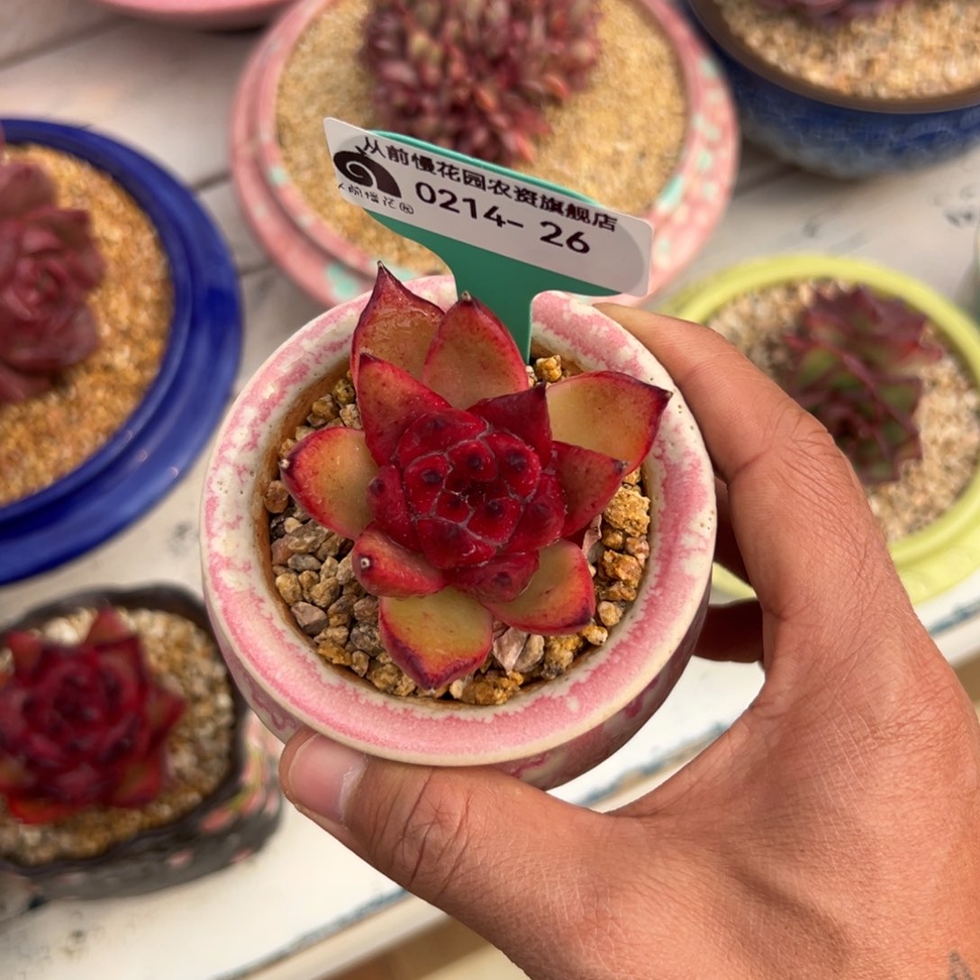 多肉一物一拍0214-26宝石