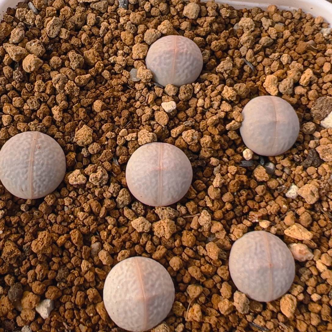 50多肉植物百科知识