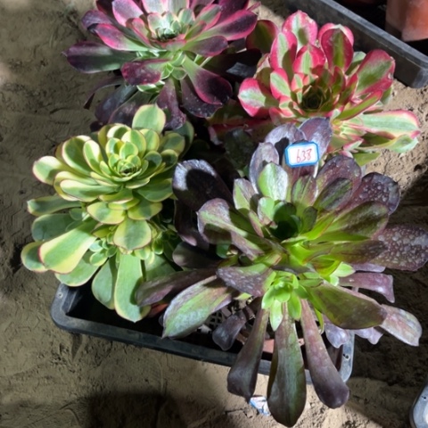 638多肉植物组合