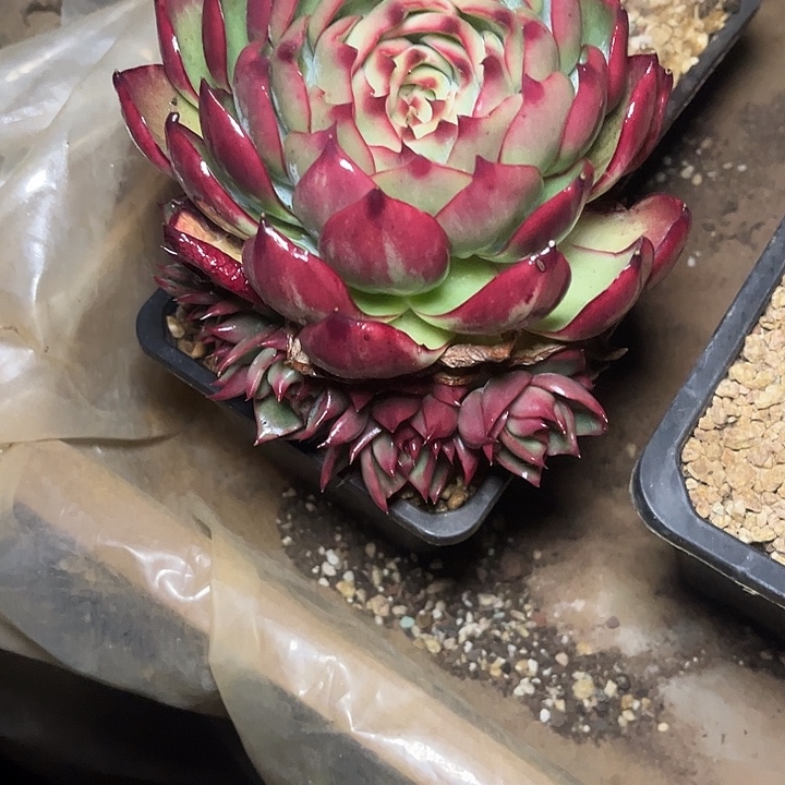满***玉惊鸿仙子多肉植物6877