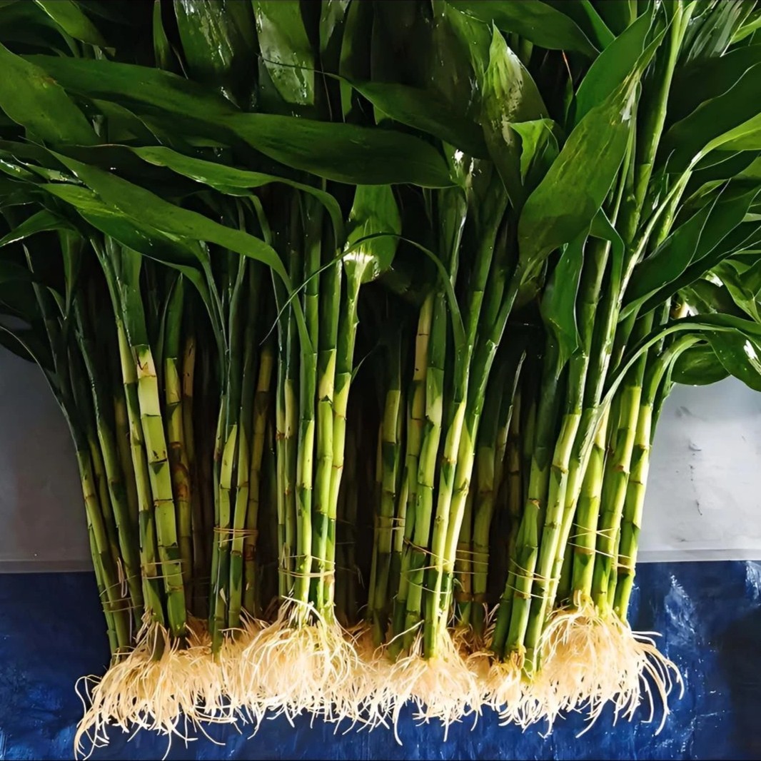带根精品富贵竹水培植物室内客厅四季常青简单易养绿植盆栽