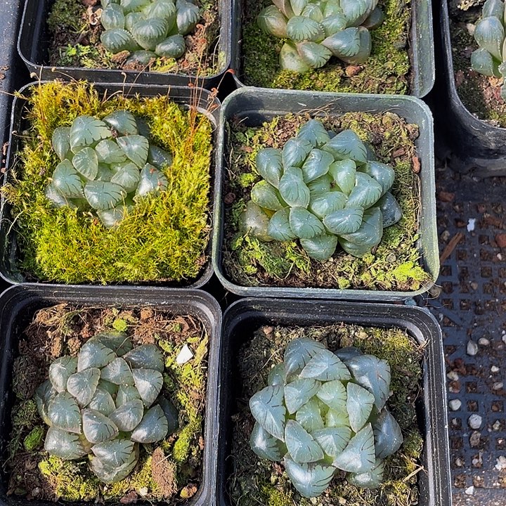 冰灯玉露带盆土发货