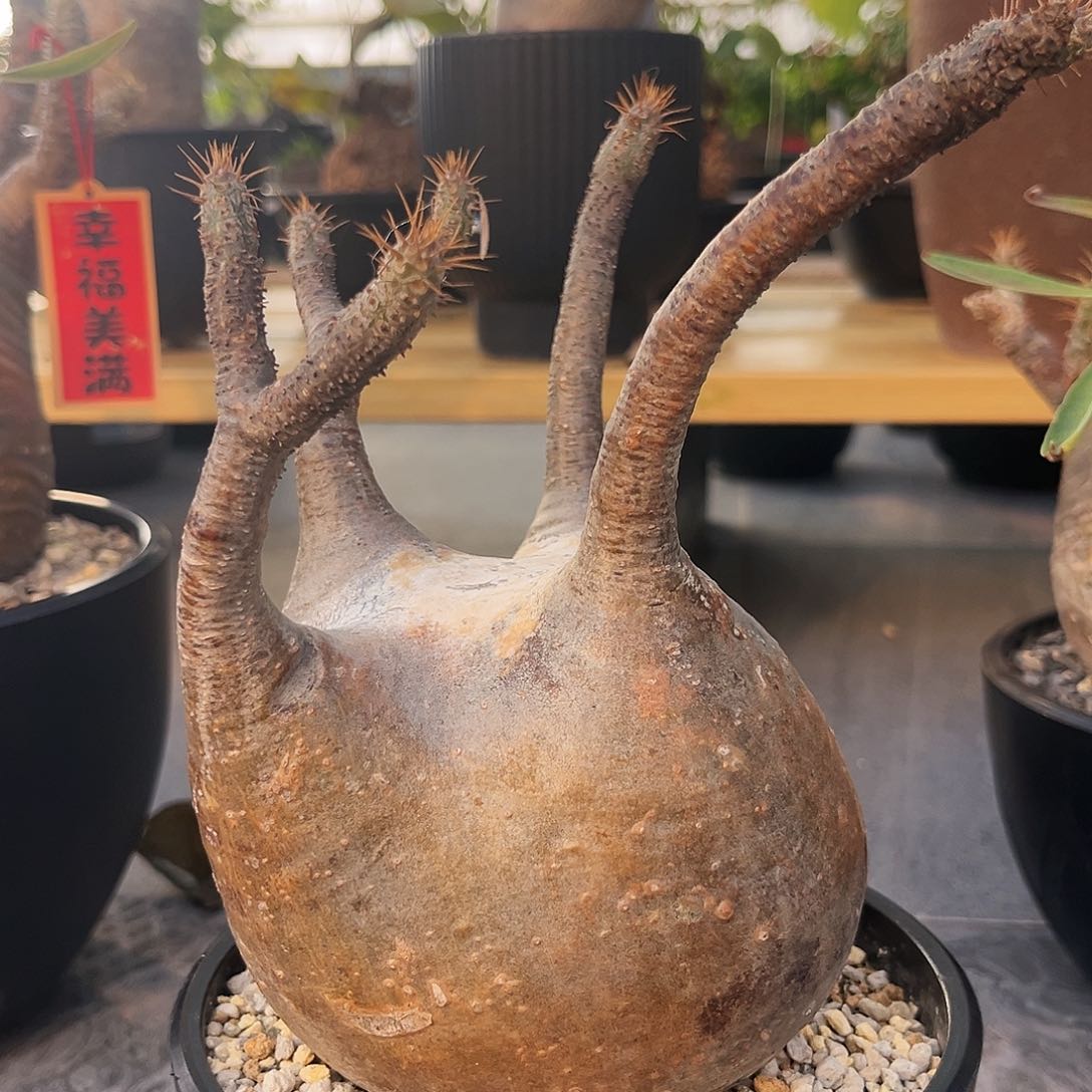 潮流植物金皮 妖娆宫，