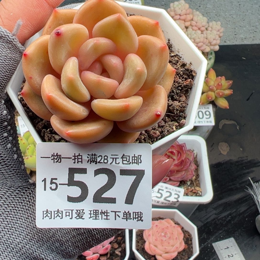 白兰地多肉多肉多肉多肉