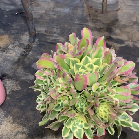 白凤多肉植物014