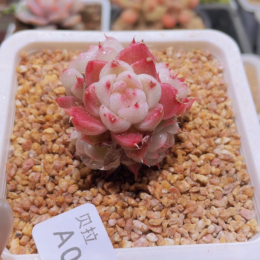 a96 精品多肉一物一拍