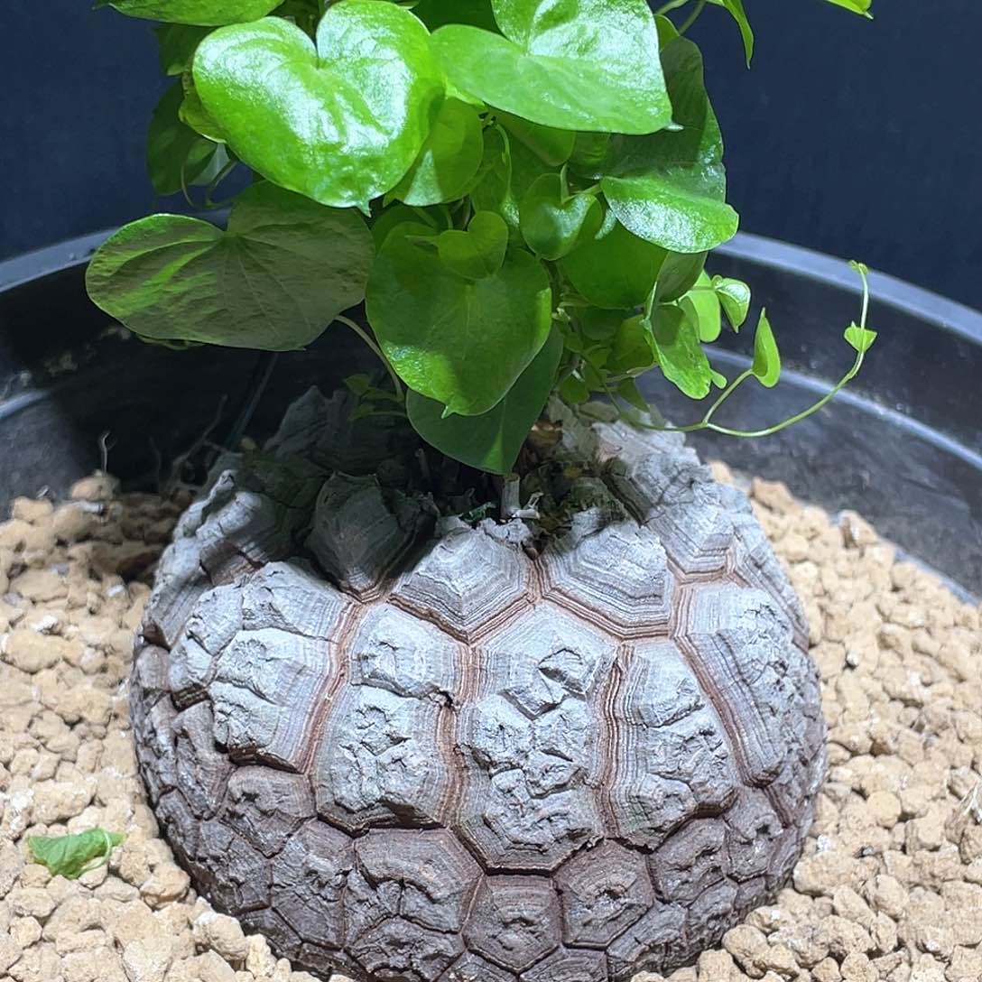 966号龟甲龙10公分