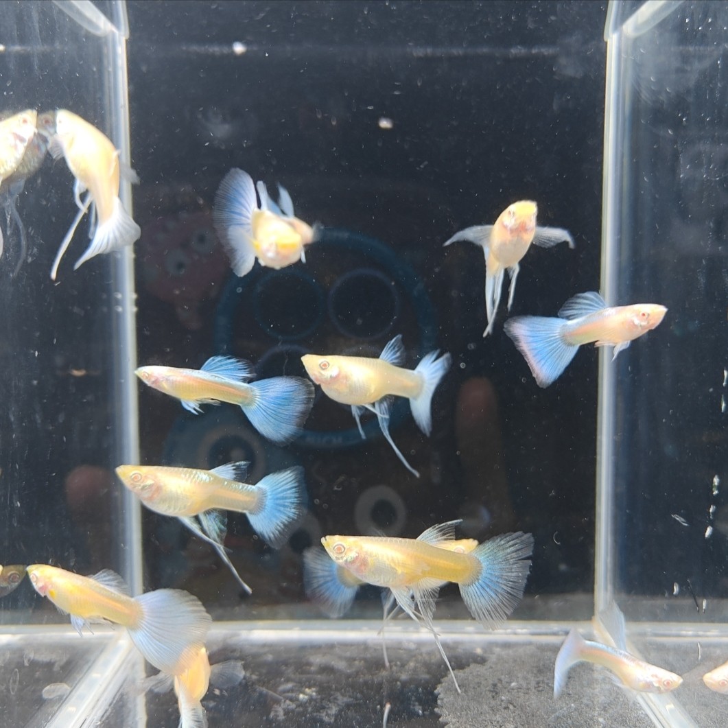 精品高端观赏鱼 特殊身形天空蓝大C绣球缎带孔雀鱼(入缸后不包损)