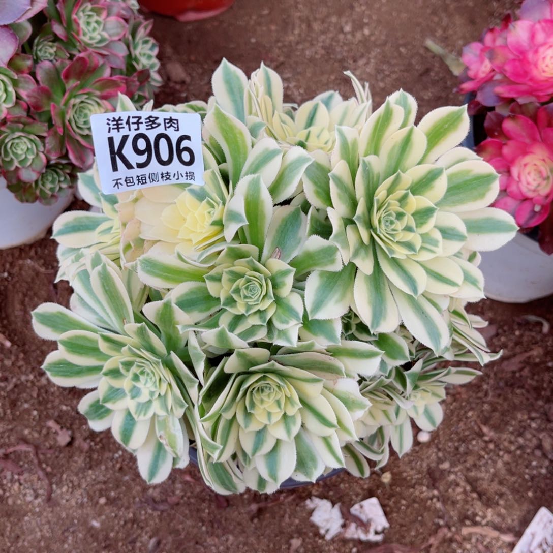 906迈巴赫 冠幅20左右