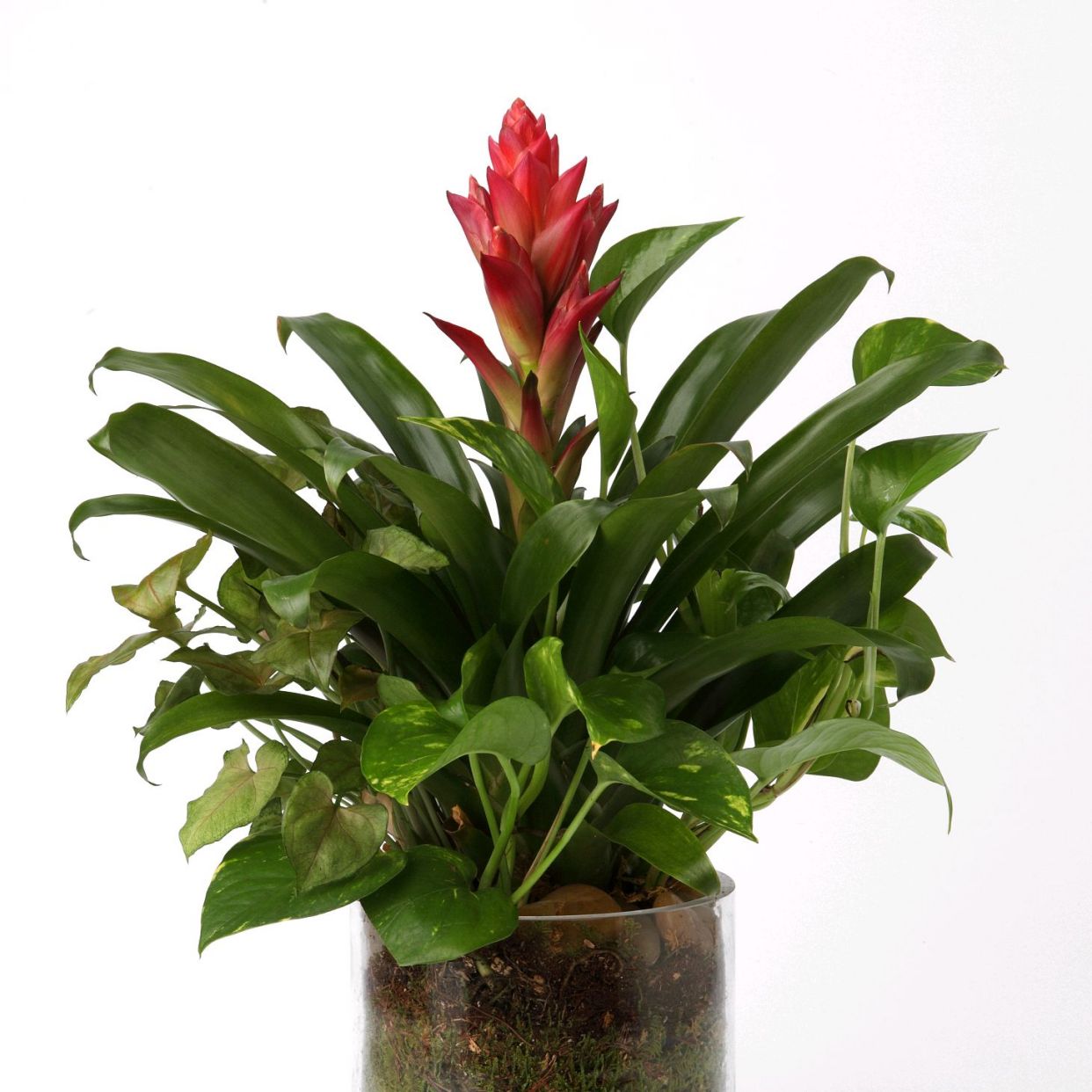 可盆栽可地栽园艺花卉绿植